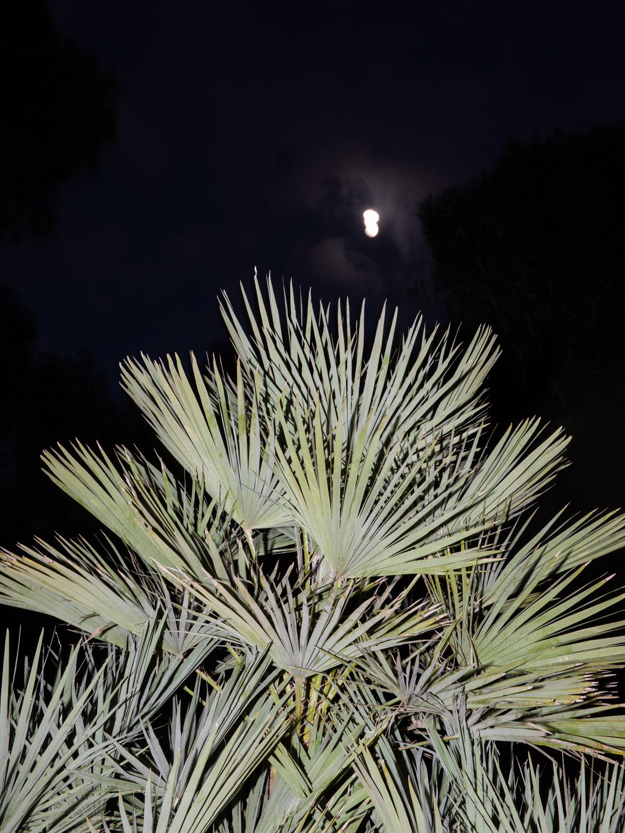 DOUBLE MOON AND PALM TREES