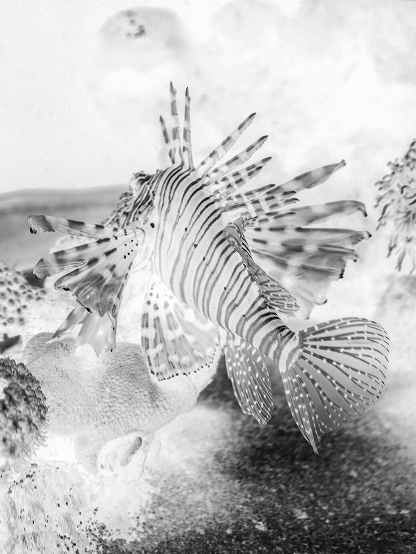 2022_01_05_Mallorca_palma aquarium_feindaten-52